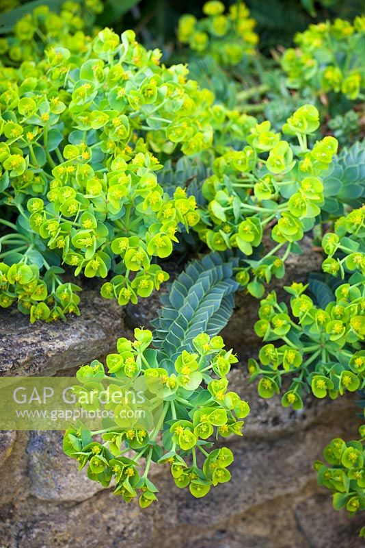 Euphorbia myrsinites AGM. Broad-leaved glaucous spurge