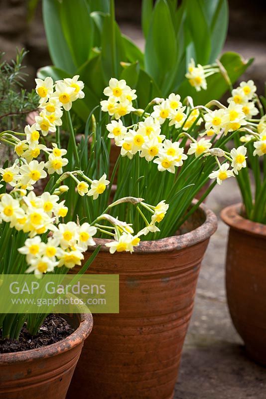 Narcissus tazetta 'Minnow' AGM