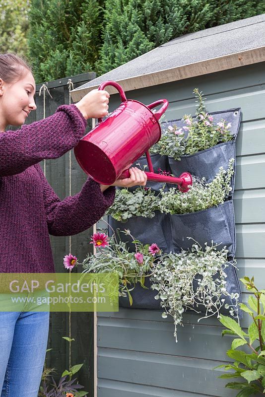 Watering vertical planting bags featuring Dichondra argentea 'Silver Falls', Antirrhinum molle, Pelargonium, Artemisia abrotanum 'Parfum d'Ethiopia', Helichrysum microphyllum and Gazania splendens 'Frosty Kiss Mixed' F1 Hybrid