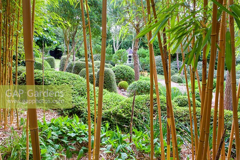 View through the Bamboo at Dip-on-the-Hill garden, Ousden, Newmarket, Suffolk. 