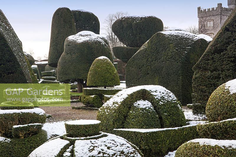Topiary shapes with a dusting of snow in the Topiary garden at Levens Hall, Cumbria. UK. 
