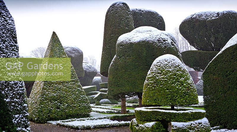 Topiary shapes with a covering of light snow at Levens Hall and Garden, Cumbria, UK. 