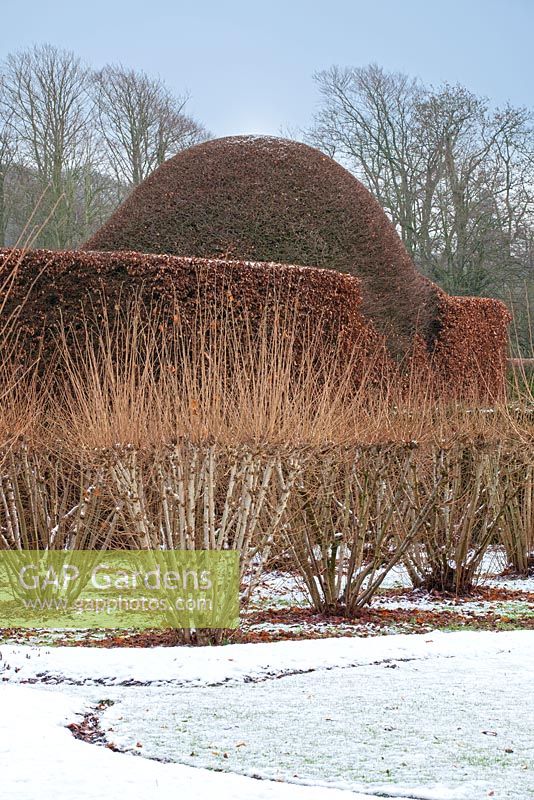 Coppiced shrubs against a shaped beech hedge at Levens Hall and Garden, Cumbria, UK