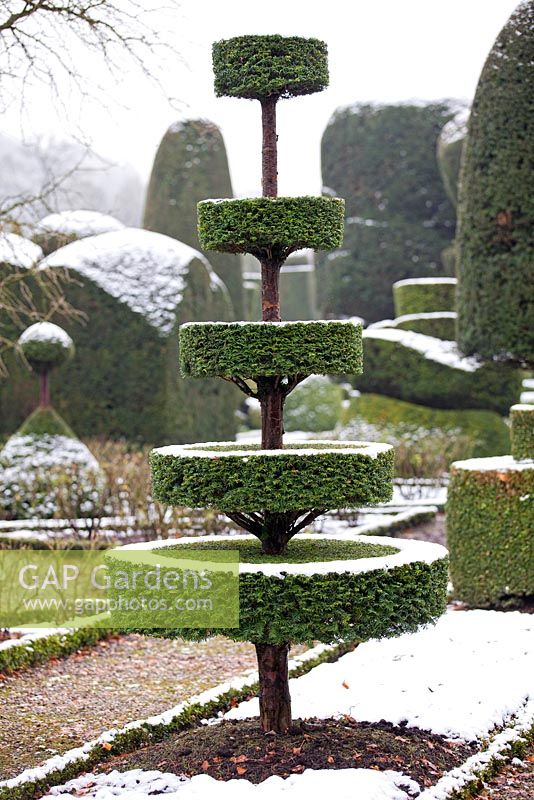 Tiered Yew - Taxus topiary at Levens Hall and Garden, Cumbria, UK