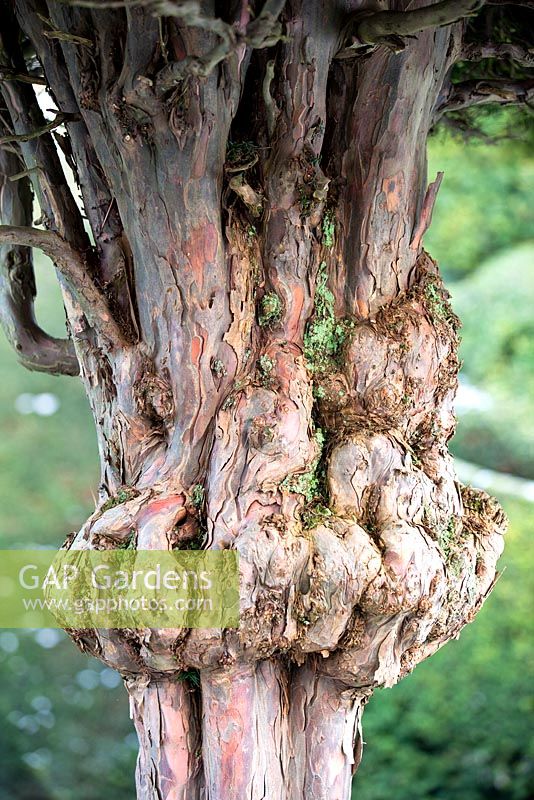 Taxus - Gnarled ancient Yew topiary trunk at Levens Hall and Garden, Cumbria, UK.