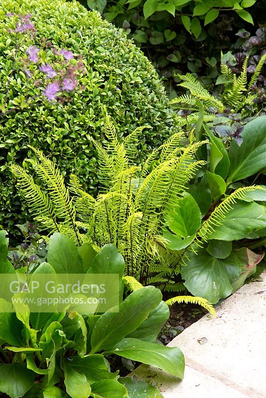 Blechnum spicant, Bergenia vars and Buxus in border