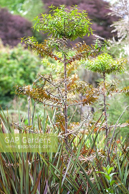 Plant portrait of Kauri Agathus australis, Kauri. Tree. 