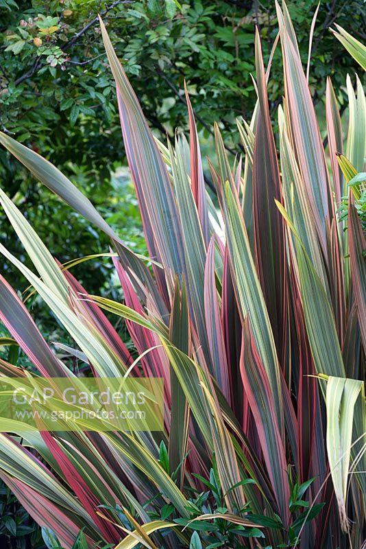 Phormium 'Sundowner', Perennial. December. 