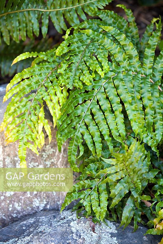 Blechnum novae-zelandiae, palm-leaf fern, December.