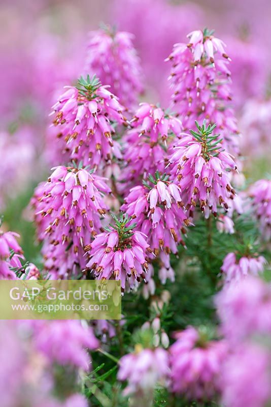 Erica carnea 'Rosalie' 