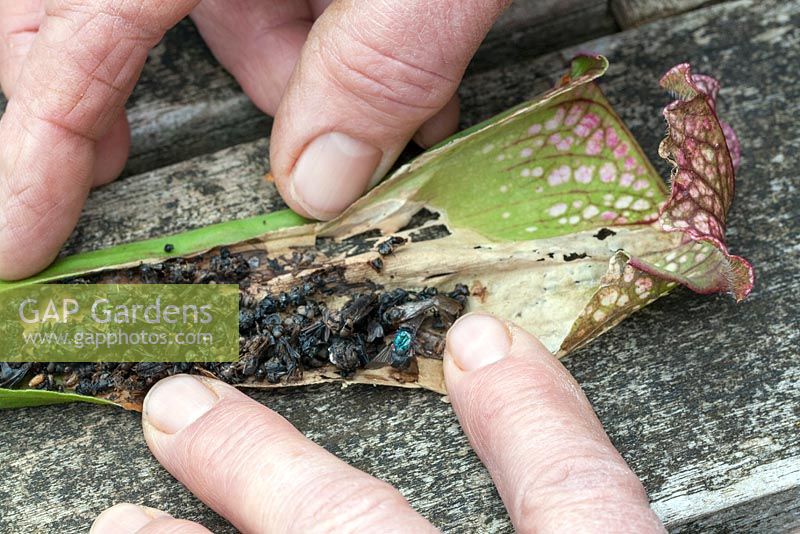 Step-by-Step - Rejuvenating a Sarracenia for the winter - Step 1 - Cut open a pitcher to see how many insects have been caught this summer