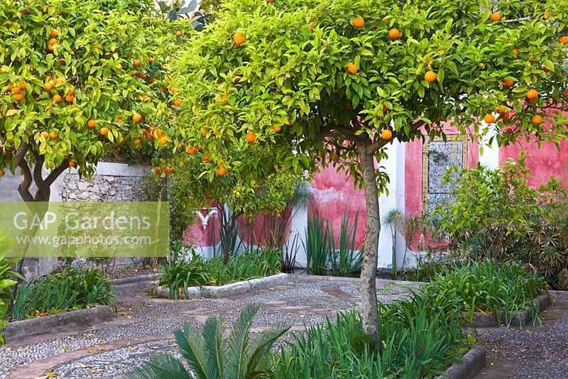 Upper terrace with pebblework mosaic, orange trees, irises and a rectangualr pool filled with papyrus, ancient sicilian and tunisian tiles. Casa Cuseni in Taormina, Sicily, Italy