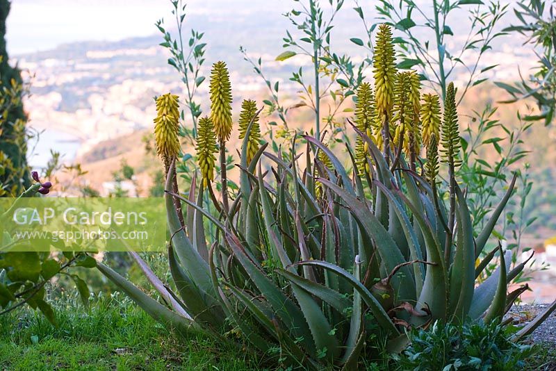 Aloe barbadensis 'Miller' - aloe vera on one of the terraces. Casa Cuseni in Taormina, Sicily, Italy 