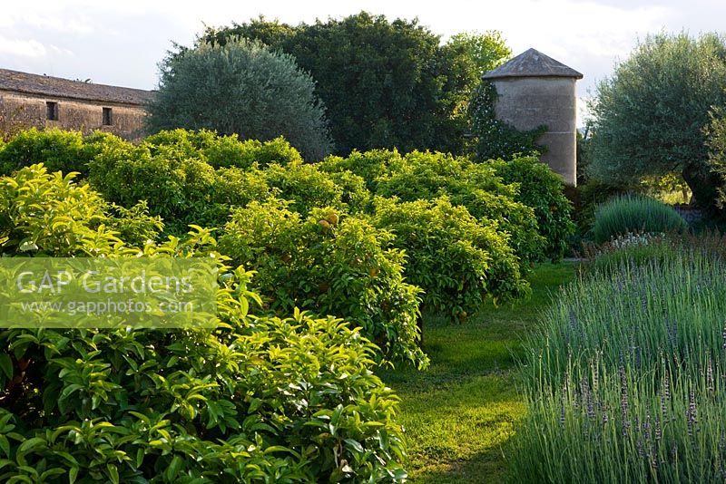The scented garden - mounds of lavender and lavandin. Citrus trees with the rose clad -Rosa gigantea silage tower in the distance. San Giuliano Estate. Sicily, Italy