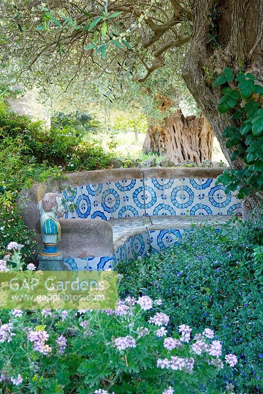 A morrocan influenced tiled seating in the arabic garden with olive tree, Pelargonium graveolens, and Convolvulus mauritanicus syn. c. sabatius