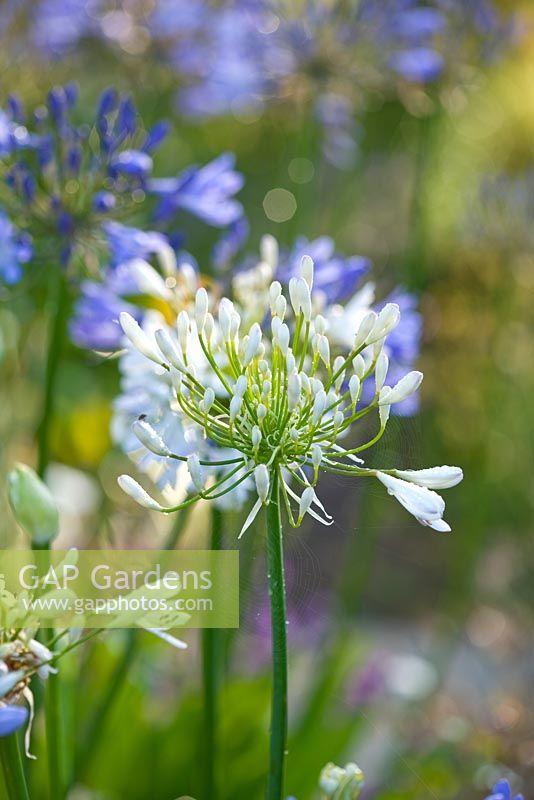 Agapanthus Africanas 'Albus' 