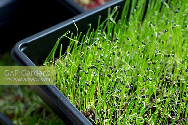 A black plastic seedling tray full of newly sprouted Allium cepa, Onion seedlings.