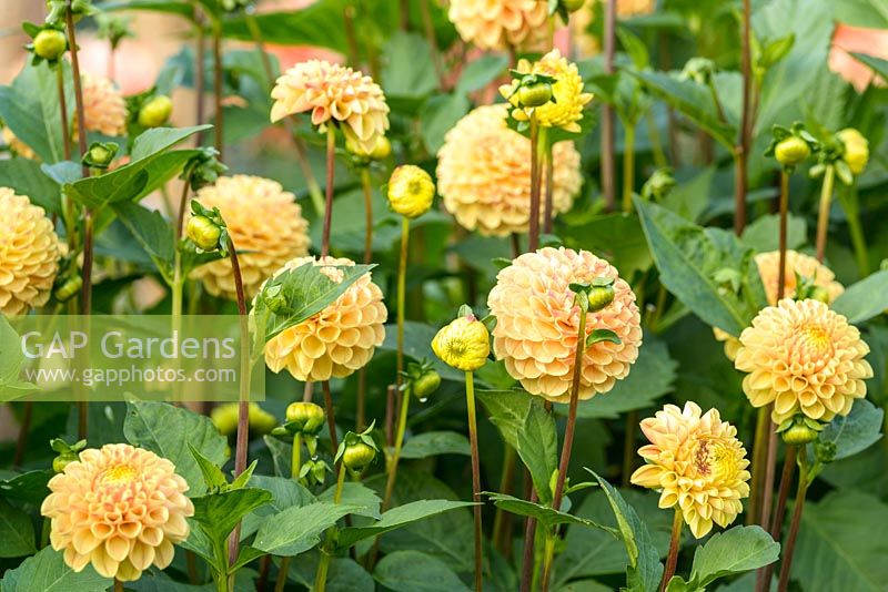 Dahlia 'Joddie Wilkinson', RHS Wisley, September