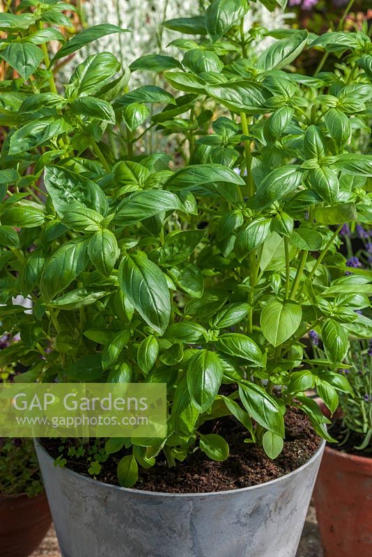 Basil 'Sweet Green' in container
