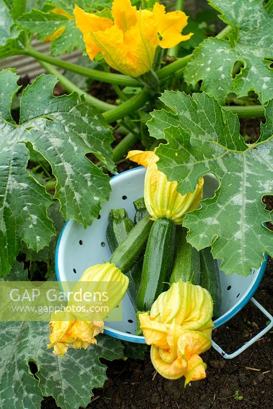 Freshly harvested baby courgettes with flowers attached, variety 'Defender'.