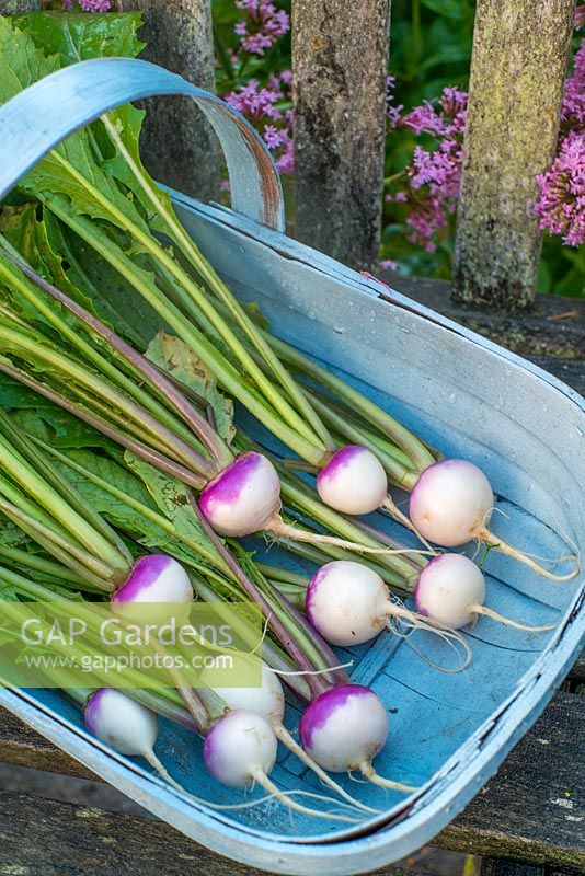 Freshly pulled baby turnips, 'Sweetbell F1'