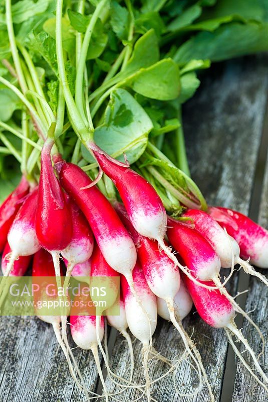 Radish 'French Breakfast 3' - freshly washed roots.