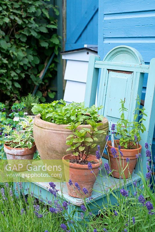 Pots of Mint, Coriander and Rosemary displayed on reclaimed painted chair with Cerinthe 