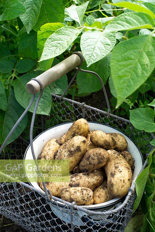Harvest of first early potatoes 'Juliette', waxy salad type.