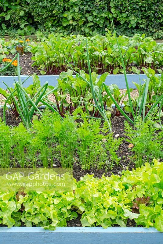 Raised beds with summer salad crops of lettuce, carrots, onions and beetroot.