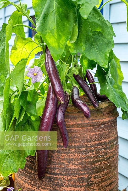 Solanum melongena 'Fengyuan Purple' growing a reclaimed chimney pot.