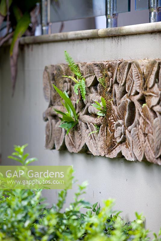 Carved Balinese stone wall panel with a frangipani motif mounted on a retaining terrace wall with moss and Asplenium australasicum, Birds Nest Fern seedlings growing on it.