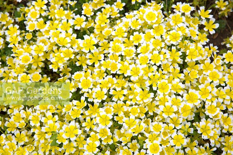 Limnanthes douglasii - Douglas Meadowfoam, a mass of bicoloured flowers with white edges and bright yellow centres.