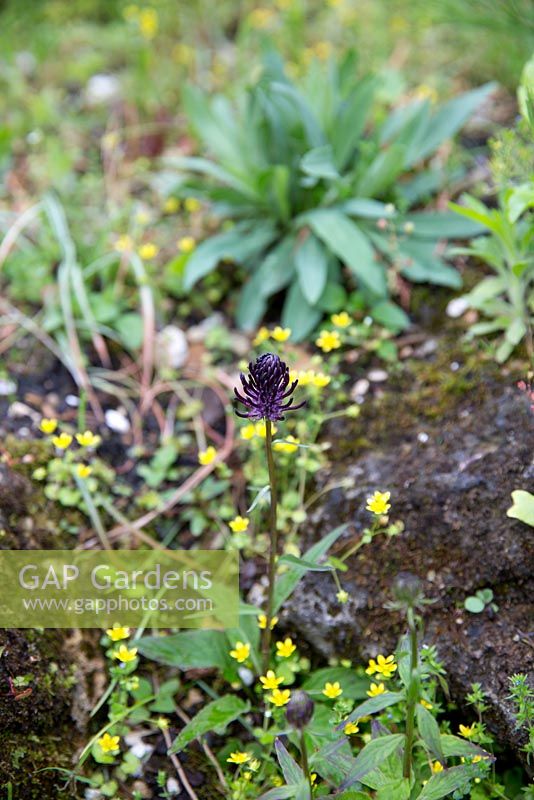 Phyteuma nigrum, Black Rampion flower growing in an alpine rockery garden at the Jardin des Plantes, Paris, France.