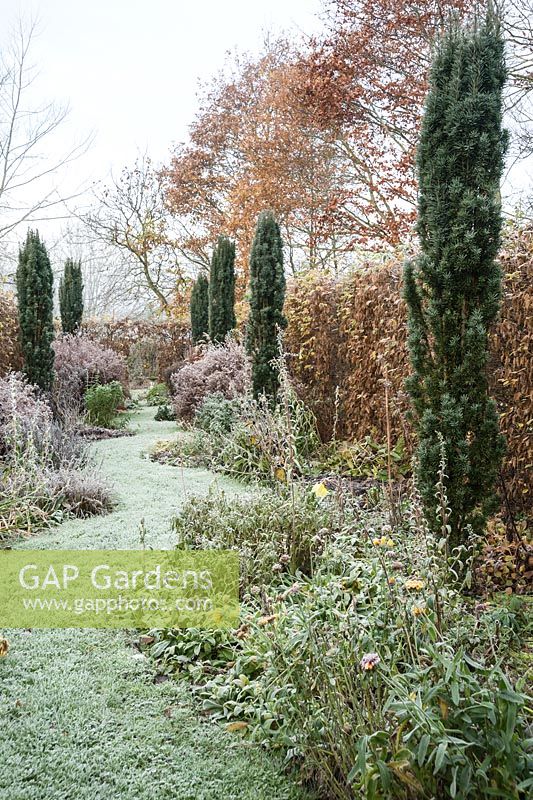 In the part of the garden called Arcanum a snaking grass path runs between herbaceous borders planted with perennials, including astrantias, achilleas and evening primrose, with Irish yews providing height.