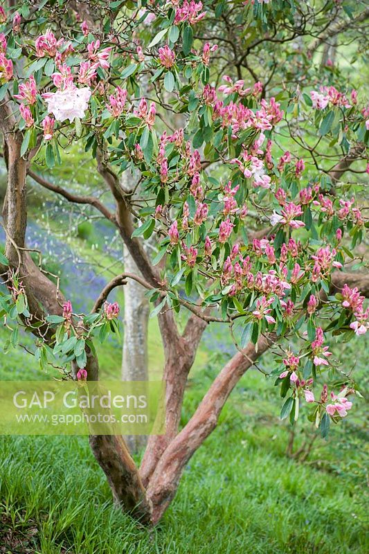 Rhododendron Loderi Group 'Loderi King George' in the Dell with carpets of bluebells beyond.
