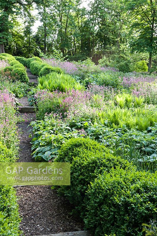 Paths edged with undulating hedges of clipped box lead down into the dell garden, awash with a matrix of planting including ferns, pink Silene dioica, orange euphorbia and Phlomis russeliana.