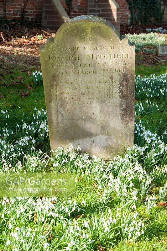 Galanthus nivalis, Naturalized snowdrops, in the churchyard of St Gregory's Church backing on to Welford Park, Newbury, Berks, UK

