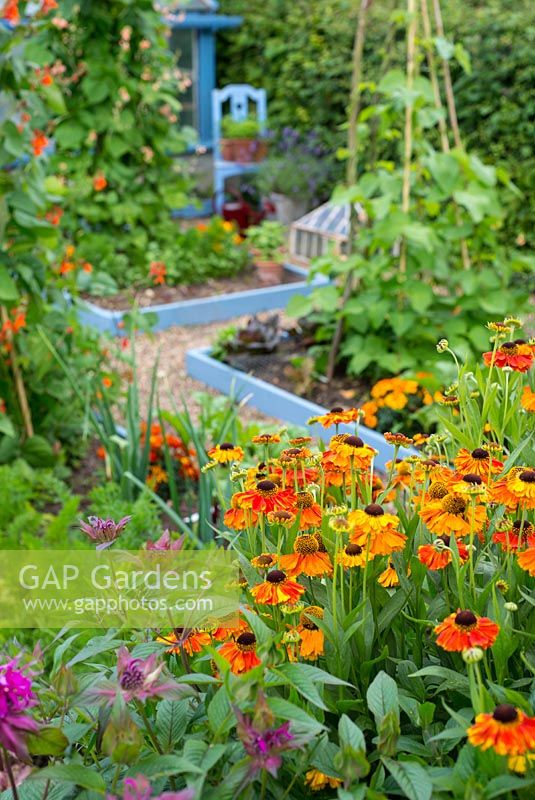 Summer garden of mixed vegetable and flower beds, foreground with Monarda 'On Parade' and Helenium 'Sahin's Early Flowerer' .
