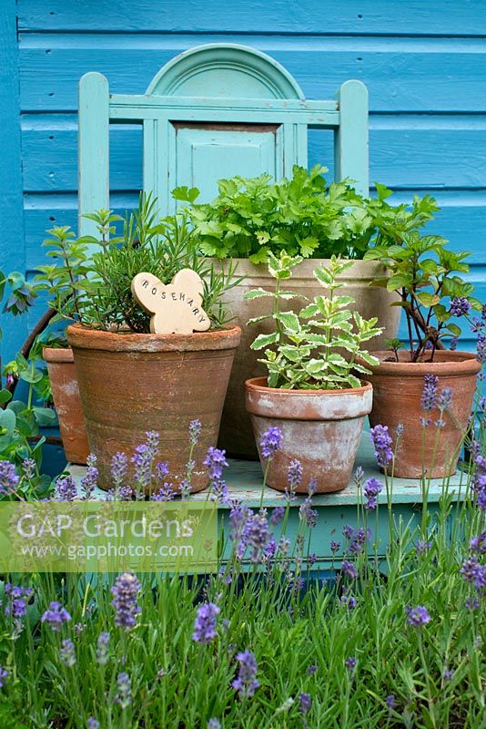 Informal arrangement of herbs in pots on garden chair, Norfolk, England, July.