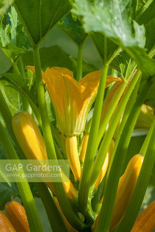 Cucurbita pepo var. cylindrica 'Gold Rush' 