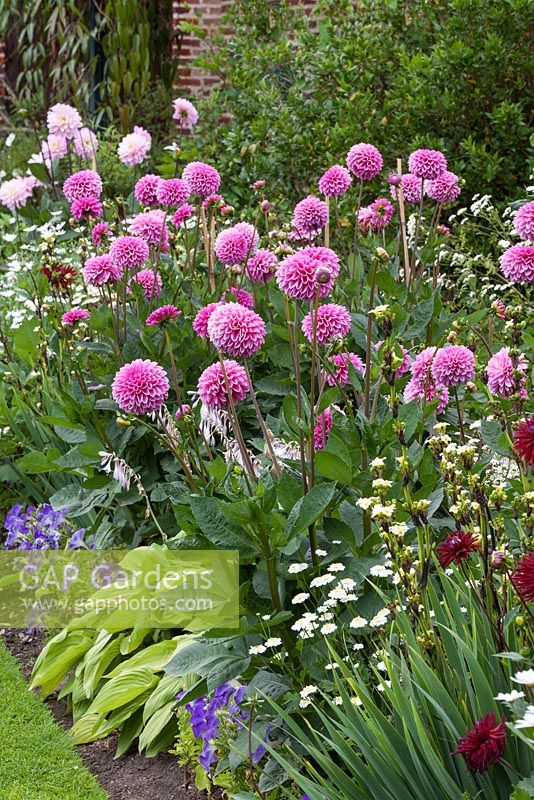 Border with Dahlia 'Stolze von Berlin', Hosta, Petunia, Sisyrinchium, Tanacetum parthenium - Chenies Manor Gardens, Buck, UK