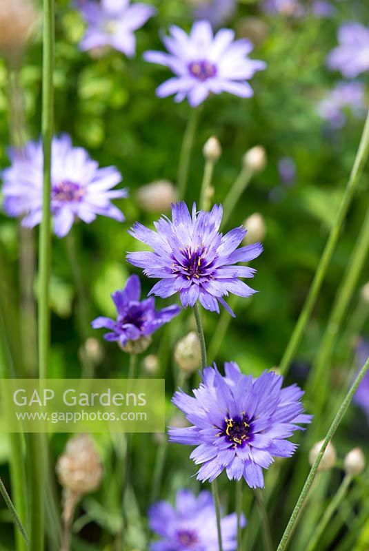 Catananche caerulea, blue form