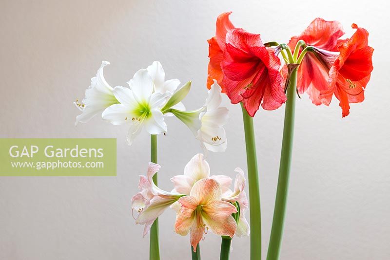 Three Colourful Hippeastrum Plants with 'Baby White' and 'Exotica'

