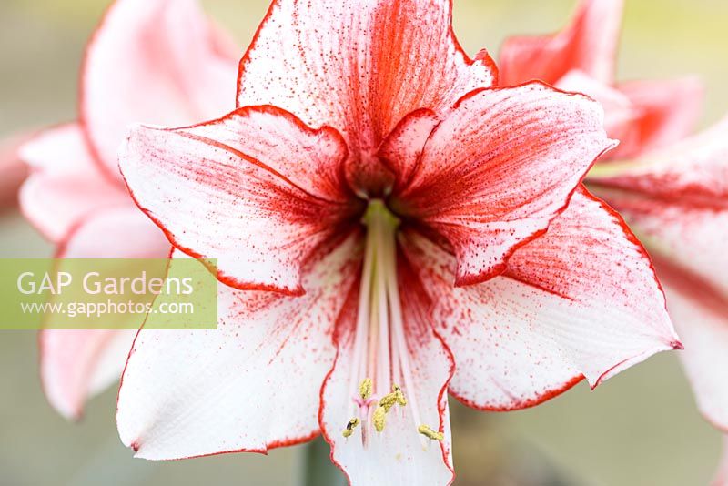 Hippeastrum 'Charisma'