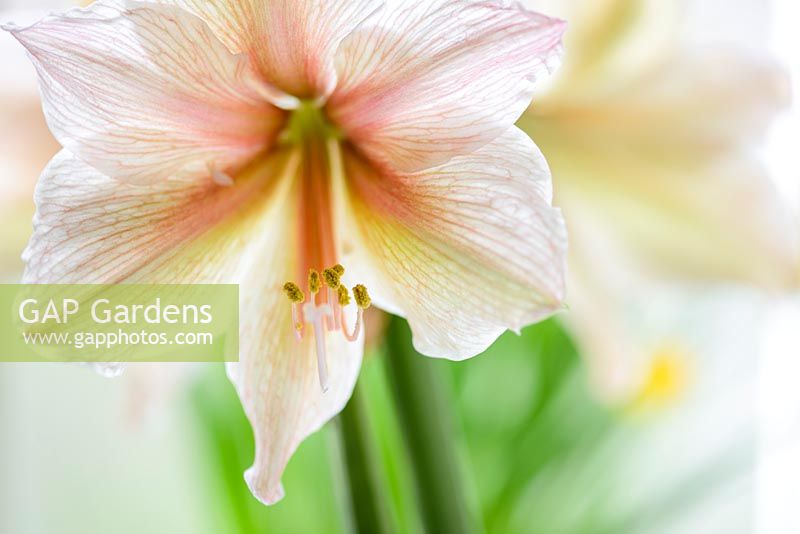 Hippeastrum 'Exotica'