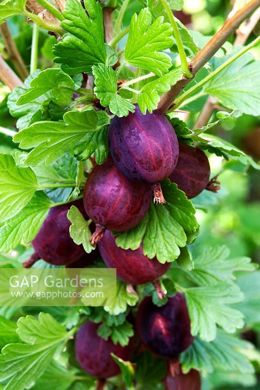 Ribes uva-crispa 'Hinnonmaki Red' 