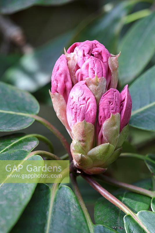 Rhododendron 'Loderi King George', April, RHS Wisley