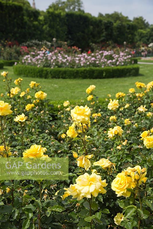 Rose beds at The Volksgarten in Vienna, with yellow roses in the foreground and mauve roses in a circular bed in the background.