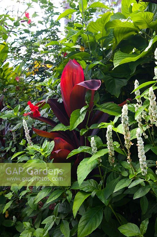 Justicia betonica - 'White Shrimp Plant' blooms are held in slim upright spires and are comprised of papery, green-veined white bracts growing in a lush garden with a red leaved Cordyline.