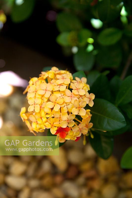 Ixora 'Gold Fire', globe shaped flower head yellow flowers with an occasional red flower.